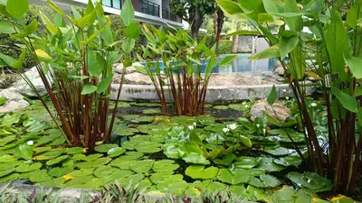 a pond filled with lots of green lily pads at The Title Rawai Beach Front 1bdr in Rawai Beach