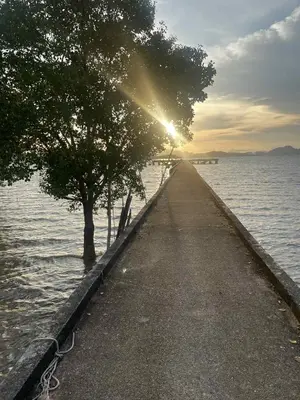 a pathway leading into the water with a tree at Pradu House Koh Yao Noi in Ko Yao Noi