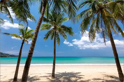 a group of palm trees on a beach at Modern condo with full sea view, 4 min walk to Kamala beach in Kamala Beach