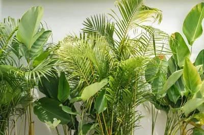 a group of green plants against a wall at Tropical Holiday Retreat 1BR Villa Near Bangtao in Ban Pak Lak