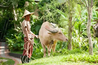 a man with a cow tied to a tree at Keemala - Tree Pool House in Kamala Beach