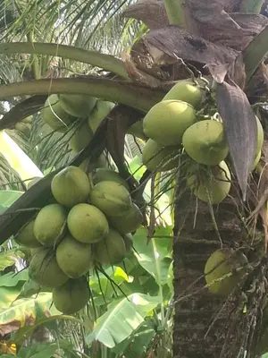 a bunch of green bananas hanging from a tree at Fadel Bungalow ฟาดิลบังกะโล in Ban Lo Pa Ret