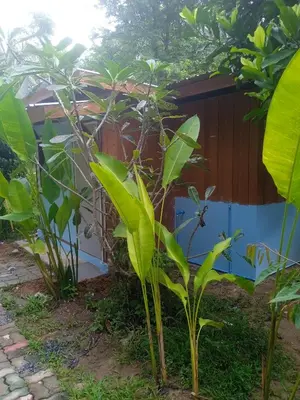 a small tree with green leaves in front of a building at Bang risskee home stay2 in Ko Yao Noi