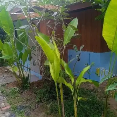 Bang risskee home stay2