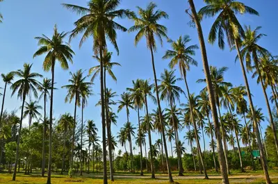 a row of palm trees in a park at PapaCrab Boutique Guesthouse in Kamala Beach