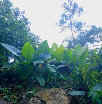 a group of green plants in a forest at Kalaland Patong camp in Patong Beach