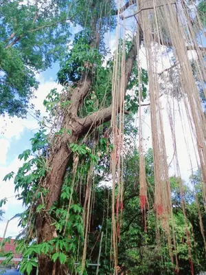 a large tree with vines hanging from it at Kalaland Patong camp in Patong Beach