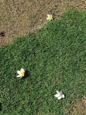 three flowers in the grass in a field at Tangerine Villa Patong in Patong Beach
