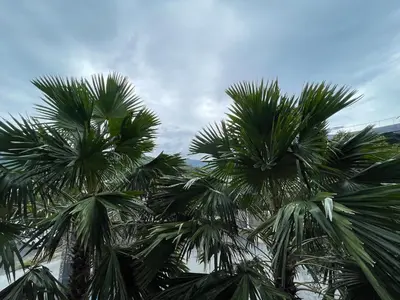 a group of palm trees against a cloudy sky at Citygate condo at Kamala Beach in Kamala Beach