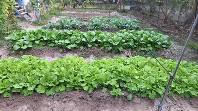 a garden filled with lots of green plants at Meesaeng Homestay in Thalang