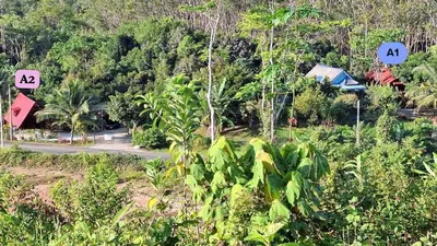 a road with two signs on the side of a forest at Meesaeng Homestay in Thalang