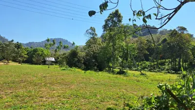 a field of grass with trees in the background at Meesaeng Homestay in Thalang