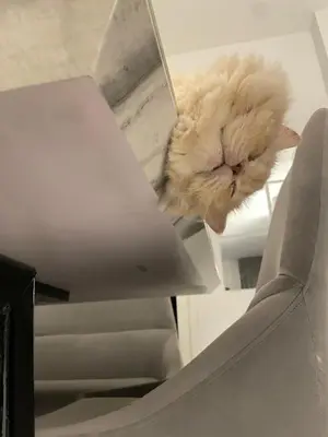 a cat is sitting on top of a ceiling at Spacious Modern Home & Garden Perfect for Families in Ban Na Nai