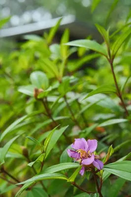 a pink flower on a plant with green leaves at Kalm Cabin Phuket in Ban Phak Chit