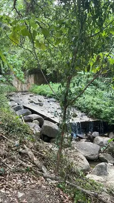 a small tree next to a river with rocks at House Party of Lee in Ban Huai Sai