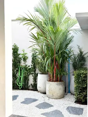 a couple of palm trees in pots in a courtyard at Harmony House in Ban Bang Khu