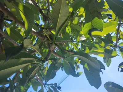 a bunch of leaves on a tree with the sky in the background at EnDanni Home in Ban Phak Chit