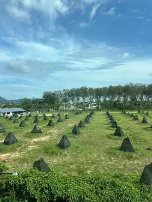 a field with rows of green tents in the grass at Bangtao Family Villa with Pool in Ban Pak Lak