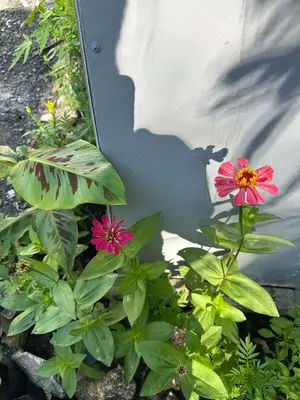 two pink flowers and green plants next to a wall at Kalaland in Patong Beach
