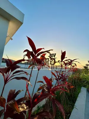 a group of plants next to a body of water at Hillside - Seashore Naiyang Beach in Phuket