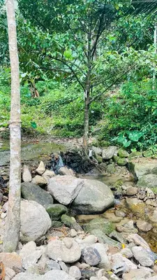 a stream of water with rocks and trees at House of Lee-Party room in Ban Huai Sai