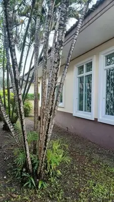 a group of palm trees in front of a house at Joyful House3 in Thalang