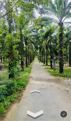 a dirt road with a bunch of palm trees at Latte Home Krabi ลาเต้โฮมกระบี่ in Ao Nang Beach