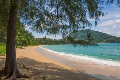 a beach with a tree and the ocean at Proud Phuket, Naiyang Beach in Nai Yang Beach