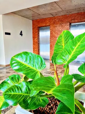 a group of green plants in a room at The Sixteenth Naiyang Beach Hotel- Free Schedule Airport Shuttle in Nai Yang Beach