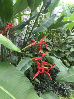 a red flower in the middle of green plants at Apartments in The Title Beach Rawai in Rawai Beach