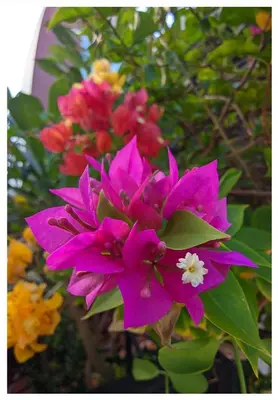 a bunch of pink flowers on a tree at 3B Apartment-SHA Extra Plus in Kamala Beach