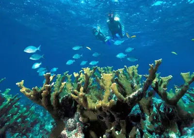 a person swimming in the ocean with a group of fish at Baan Ping Tara Private Pool Villa in Ao Nang Beach