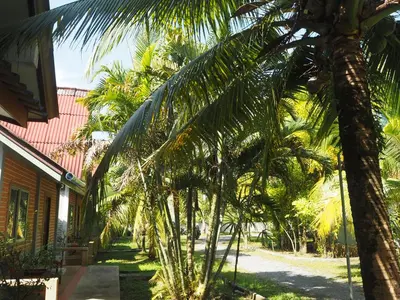 a group of palm trees next to a house at Coconut Bungalow in Nai Yang Beach