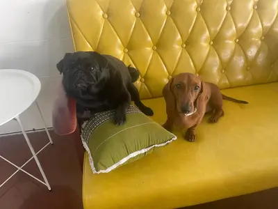 two dogs sitting on a yellow chair with a pillow at Skipper's Karon in Karon Beach