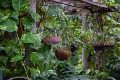 a greenhouse with potted plants in hanging baskets at Tropica Bungalow Beach Hotel in Patong Beach