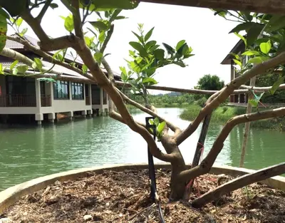a bird sitting on a tree in front of a body of water at Lantala Residence in Natai Beach