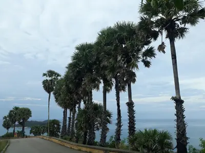 a row of palm trees on a road at Rawai Condotel 3 in Rawai Beach