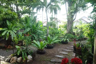 a garden with a bunch of plants and trees at Eat n Sleep in Phuket Town