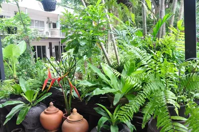 a garden with plants and vases in front of a building at Eat n Sleep in Phuket Town