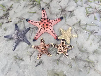 four starfish laying on the sand on the beach at Activities Resort in Ko Yao Yai