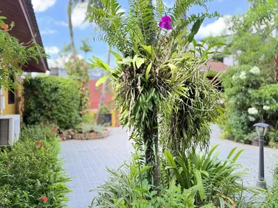 a purple flower on a tree in a garden at Family Bungalow Kamala in Kamala Beach