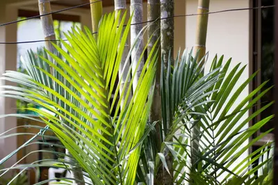 a green plant sitting next to a fence at Family Bungalow Kamala in Kamala Beach