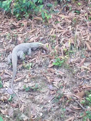 a lizard is laying on the ground at Tabeak View Point in Ko Yao Noi