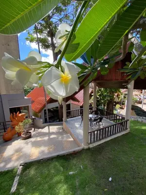 a white flower is hanging from a tree at Club Bamboo Boutique Patong Beach Resort in Patong Beach