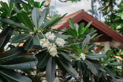 a tree with white flowers in front of a house at Club Bamboo Boutique Patong Beach Resort in Patong Beach