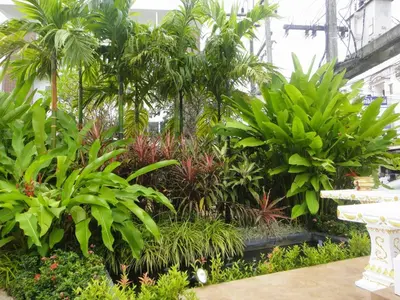 a garden with palm trees and other plants at Twin Hotel in Phuket Town