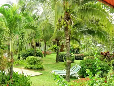 a palm tree with a chair under a palm tree at The Golddiggers Resort in Nai Yang Beach