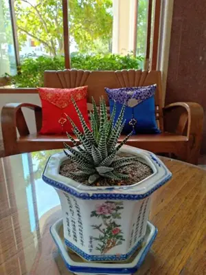 a potted plant sitting on top of a table at Mei Zhou Phuket Hotel - SHA Plus in Phuket Town