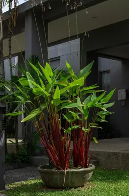 a plant in a pot in front of a building at VILLA Galam 2BR Private Pool Naiharn beach in Nai Harn Beach