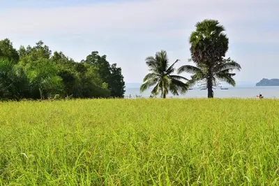a field of grass with two palm trees in the background at Anissa Resort Koh Yao Yai in Ko Yao Yai